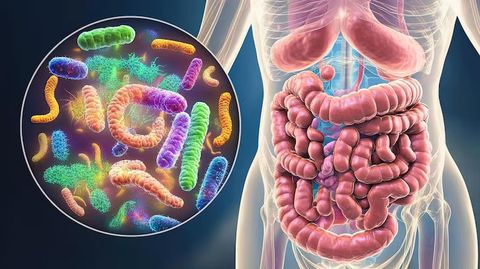 Gut Bacteria Explanation: Overview of Good and Harmful Microbes